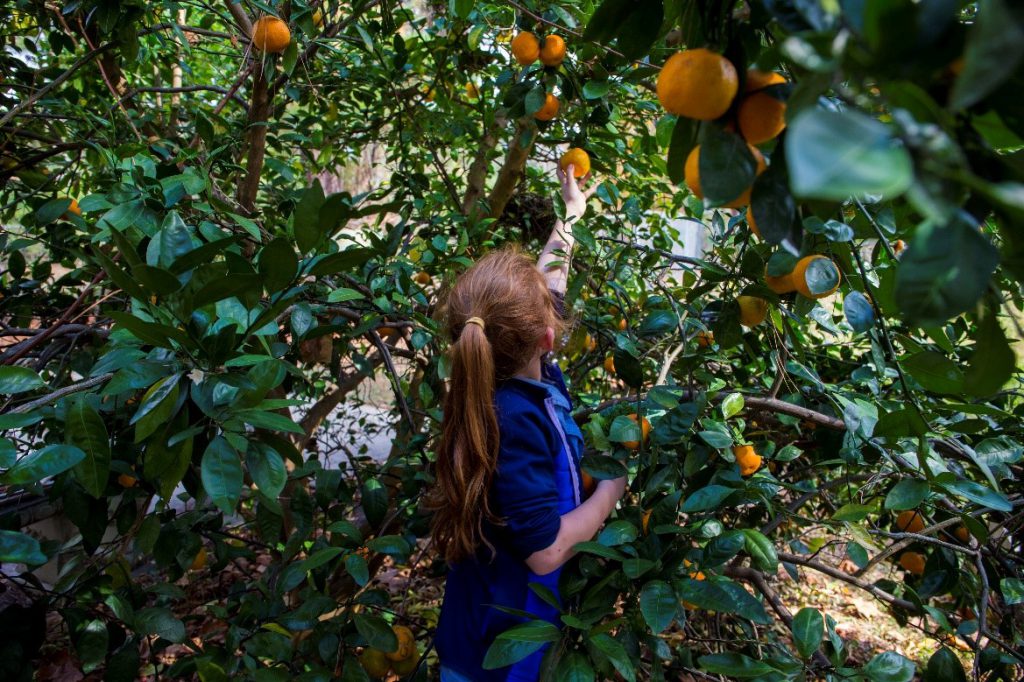 A young girl picking an orange from a tree. Photo taken 12-05-16. UF/IFAS Photo by Camila Guillen