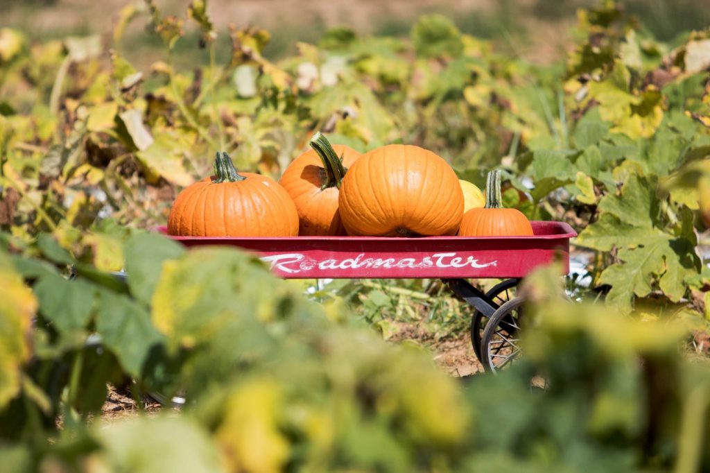 Pumpkins in a wagon in a pumpkin patch. Photo taken 10-06-18. UF/IFAS Photo by Camila Guillen