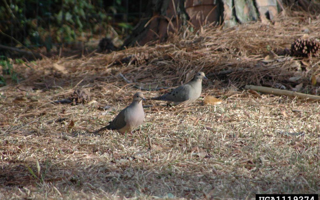 Hunting Doves Over Crops: What’s Legal? What’s Not? – Clarification on Baiting
