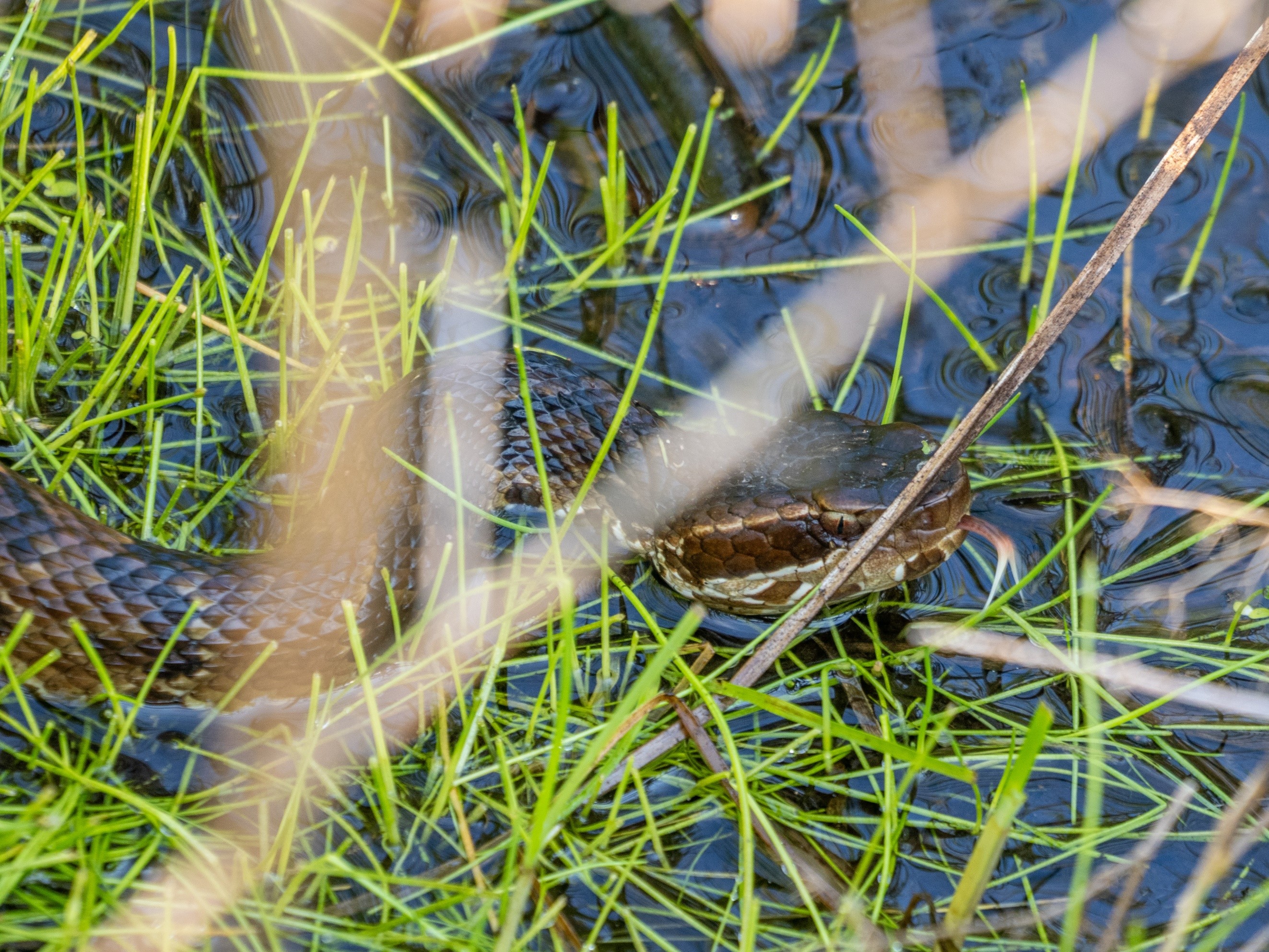 Grass Snake Plays Dead on a Cold Day