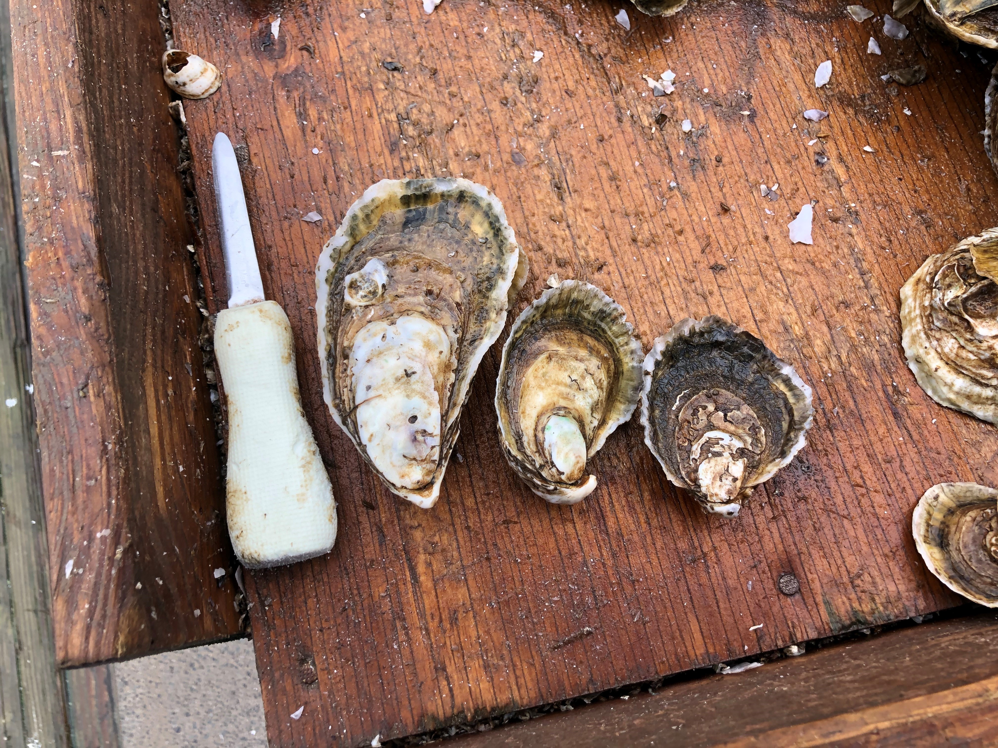 Oysters of varying size