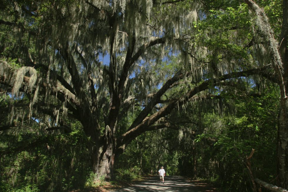 Planting Trees this Florida Arbor Day? Get them in the ground right