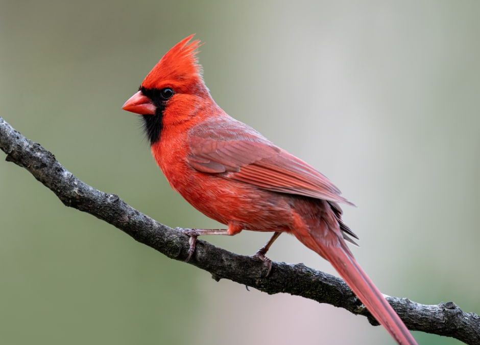 The Northern Cardinal
