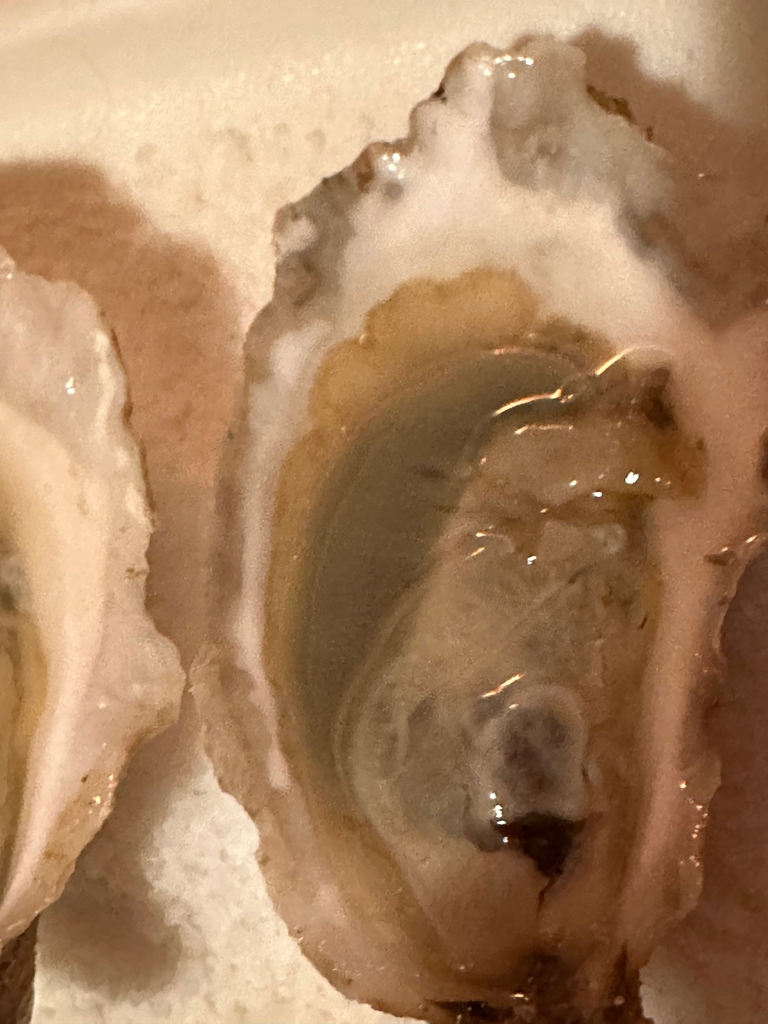 Oyster displaying green-gills