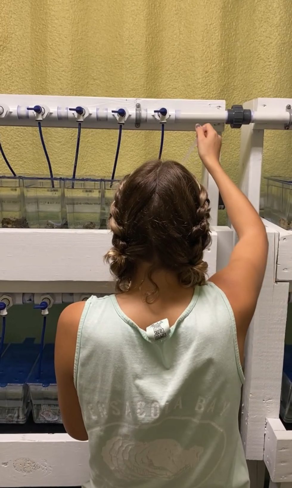 A Brief Explanation About Triploid Oysters Panhandle Outdoors