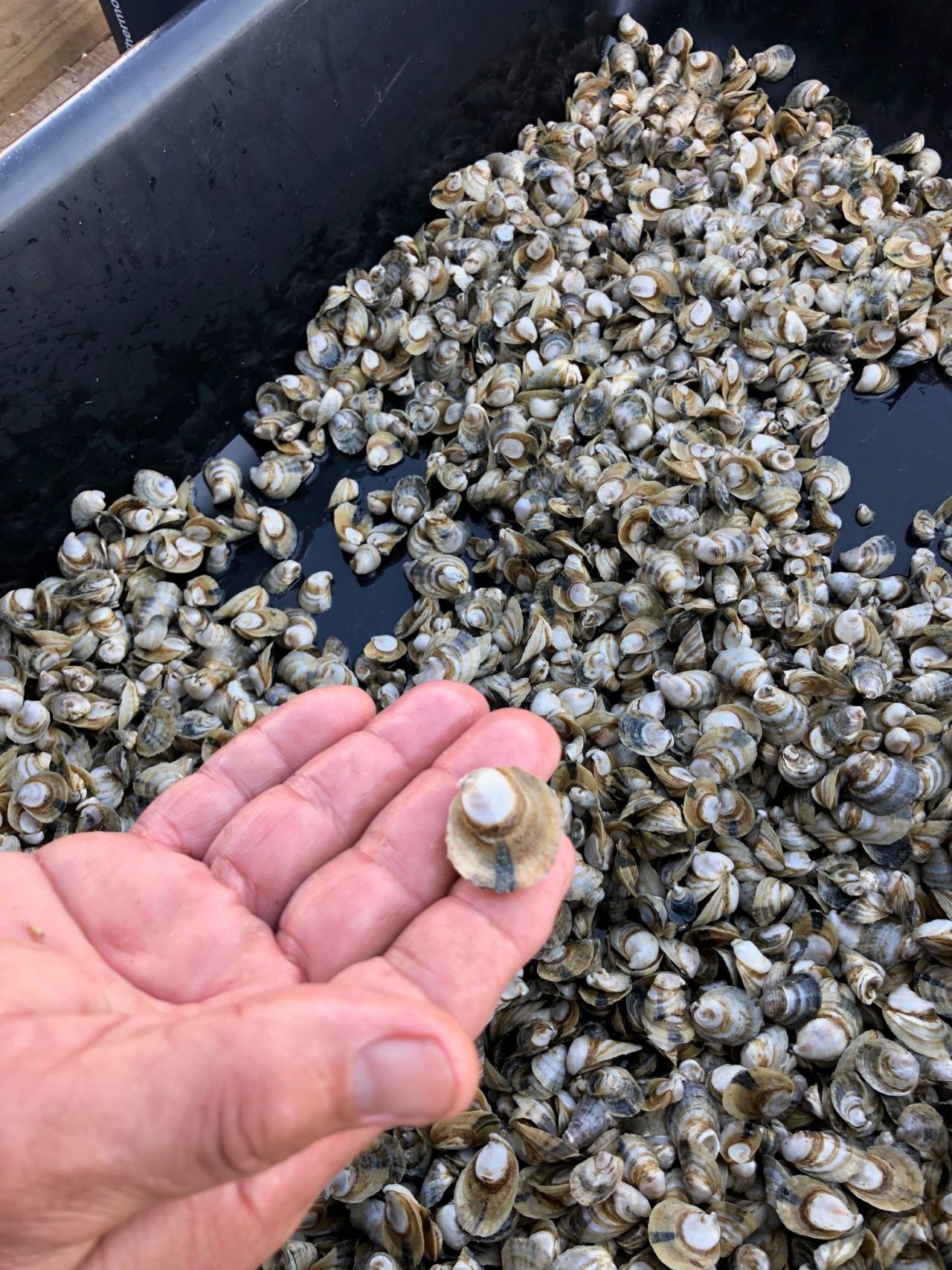 A Brief Explanation About Triploid Oysters | Panhandle Outdoors