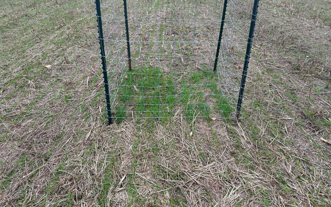 Poor Food Plot Performance – 3 Simple Solutions to Common Problems