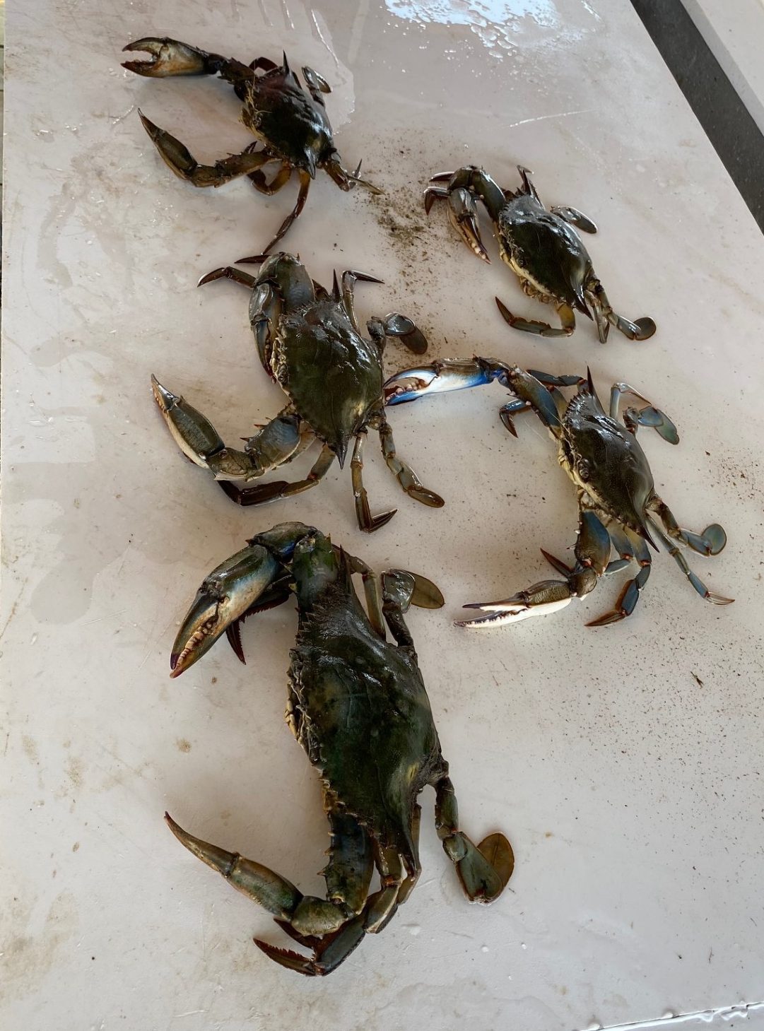 Blue Crabs on a table