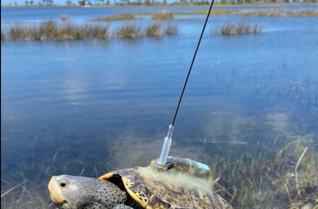 Searching for Terrapins in the Florida Panhandle