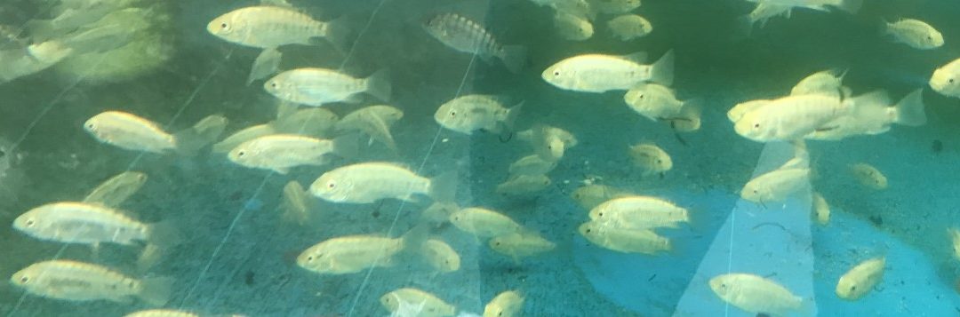 Using Fish to Grow Food in Aquaponics