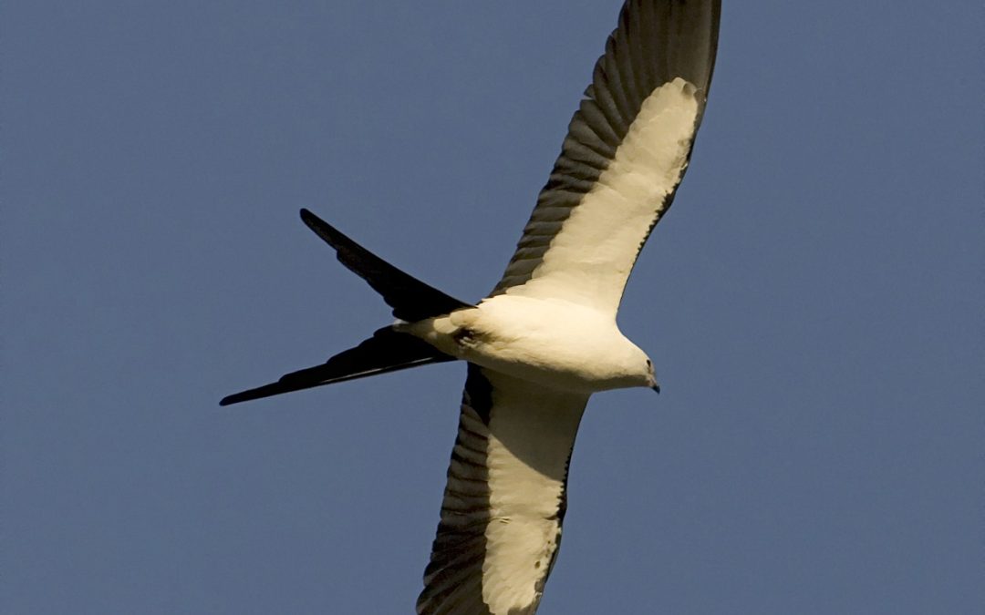 The Swallow-tailed Kites are Back
