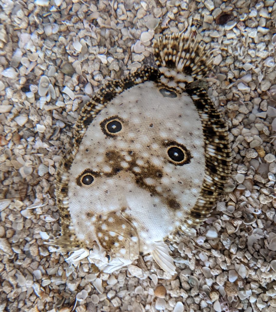 Ocellated flounder showing four eye-spots called ocelli.