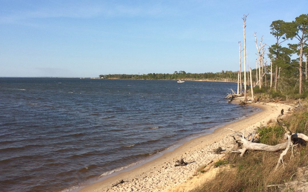 The Naval Live Oak Reservation: America’s First Forest Preserve