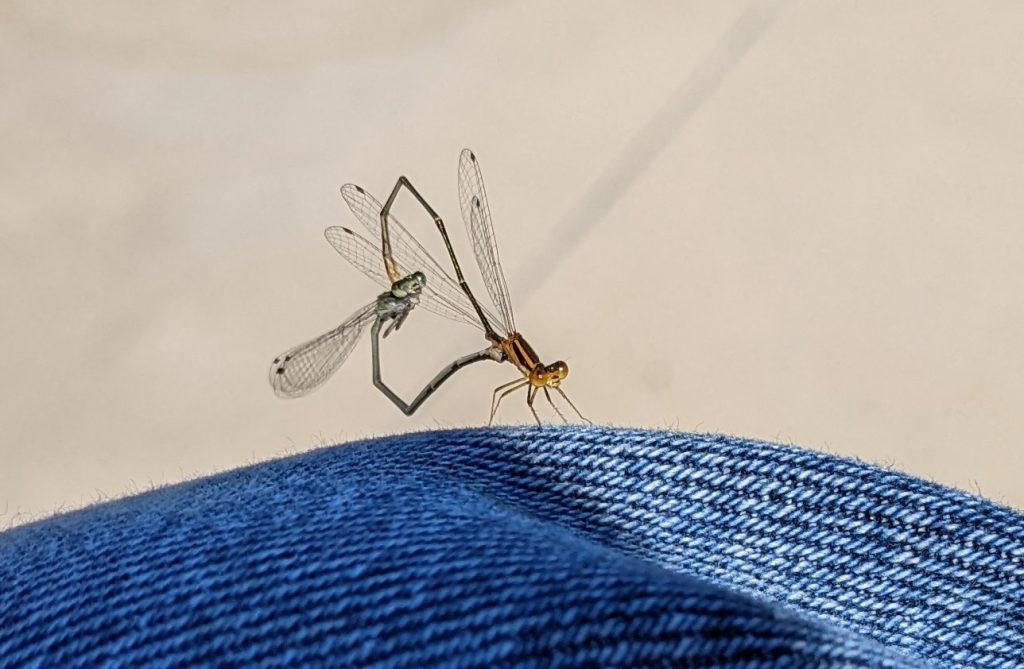 mated pair of damselflies