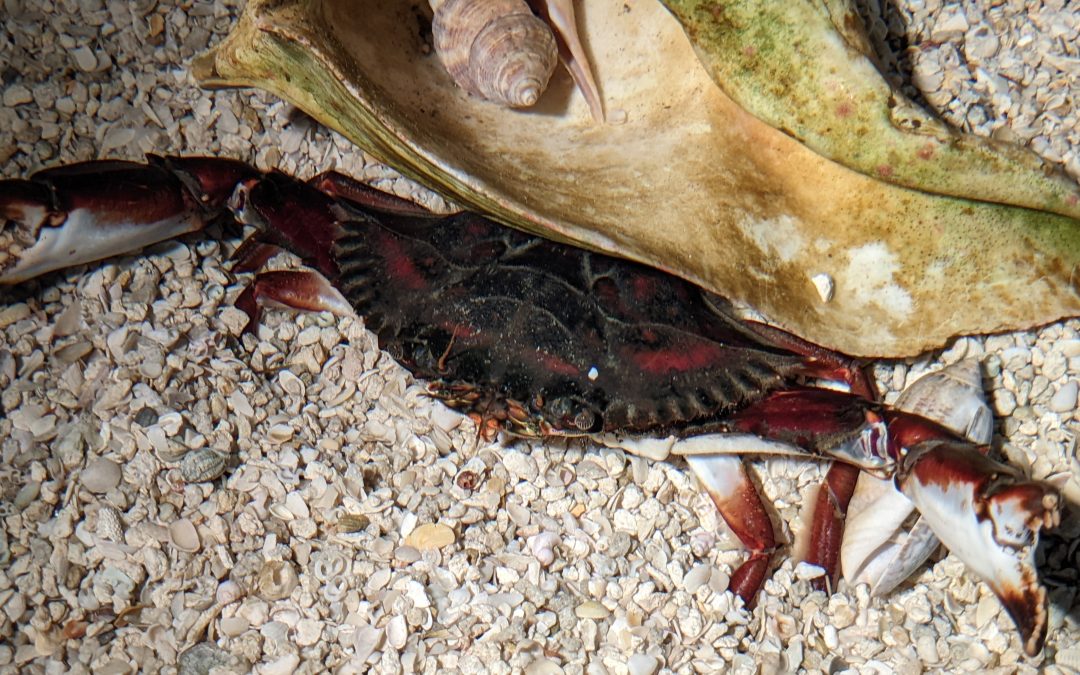 Recent Catch of a Bocourt Swimming Crab in Apalachicola Bay