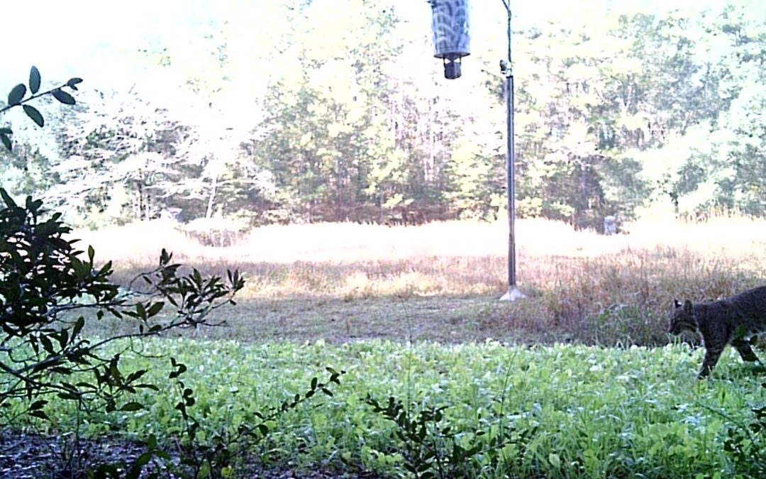 Common Wildlife Food Plot Mistakes