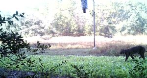 bobcat walking through food plot