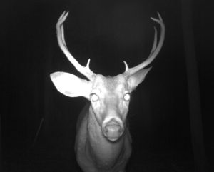 8 point buck at night looking at the camera