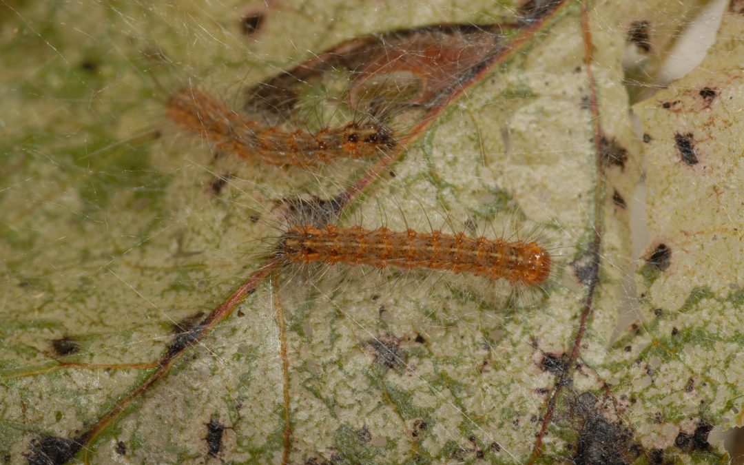 Fall Web Worms, An Annual Nuisance