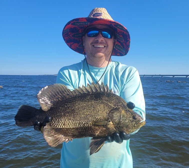 The Tale of the Atlantic Tripletail