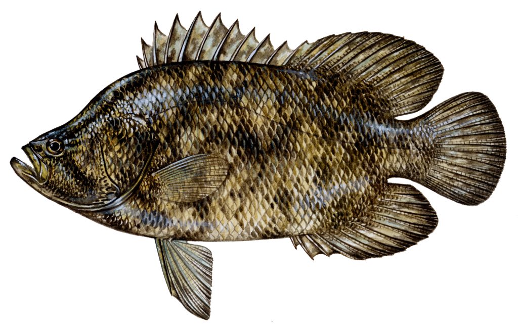 Tripletail Art