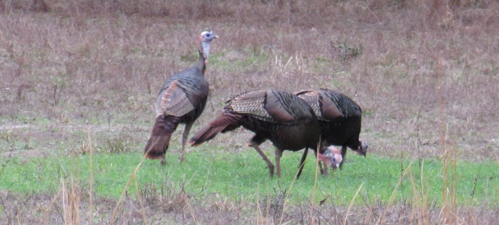 turkeys in food plot