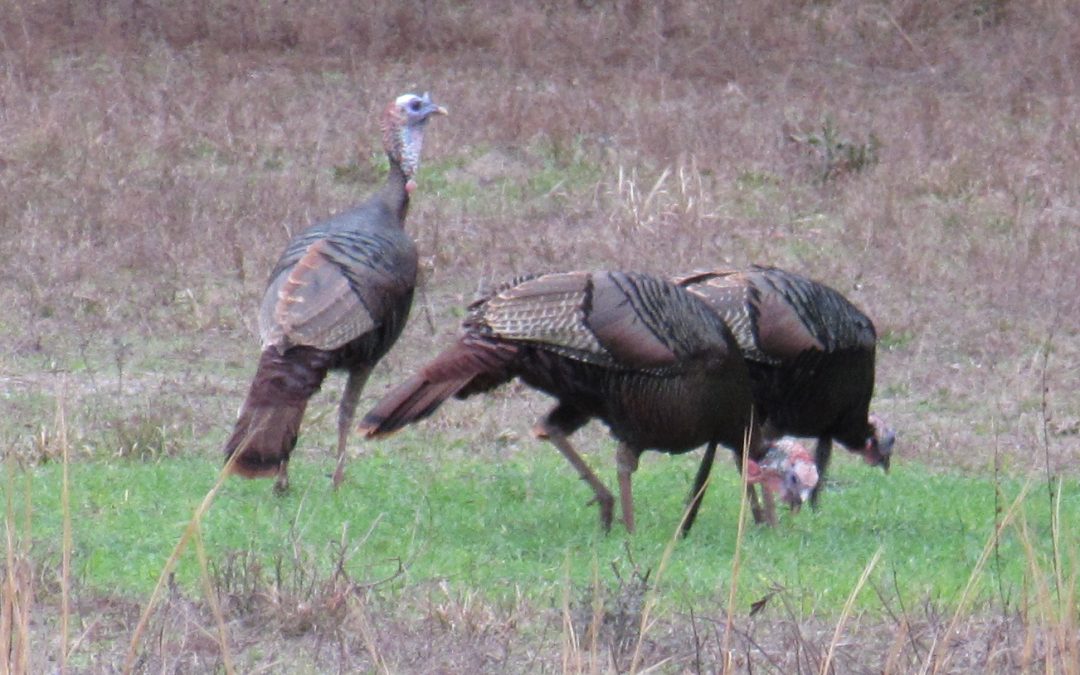 Killer Turkey Food Plot