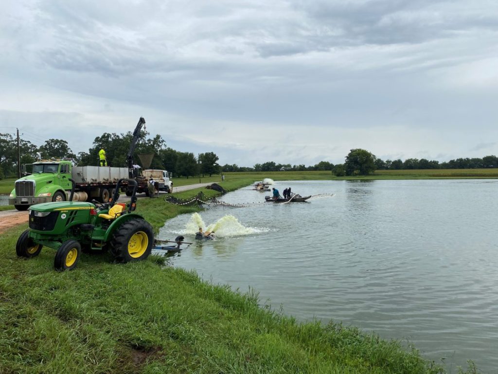 Catfish Harvest
