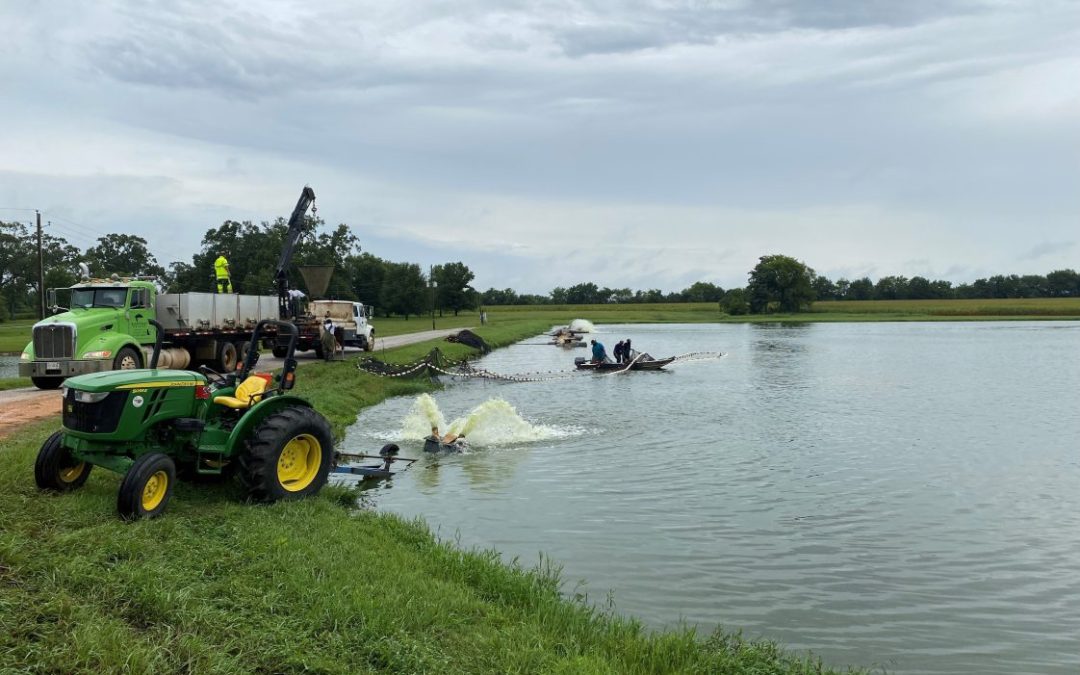 Aquaculture in the Southern United States: Part 2 – Alabama & Arkansas