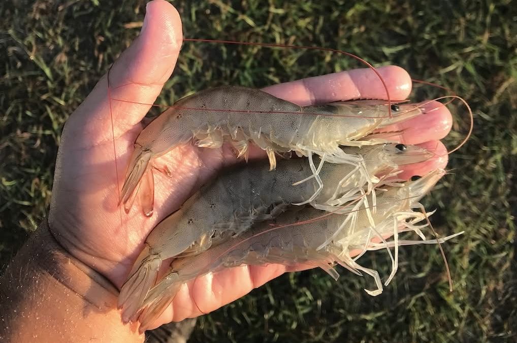 Aquaculture 101: Aquaculture in The USA