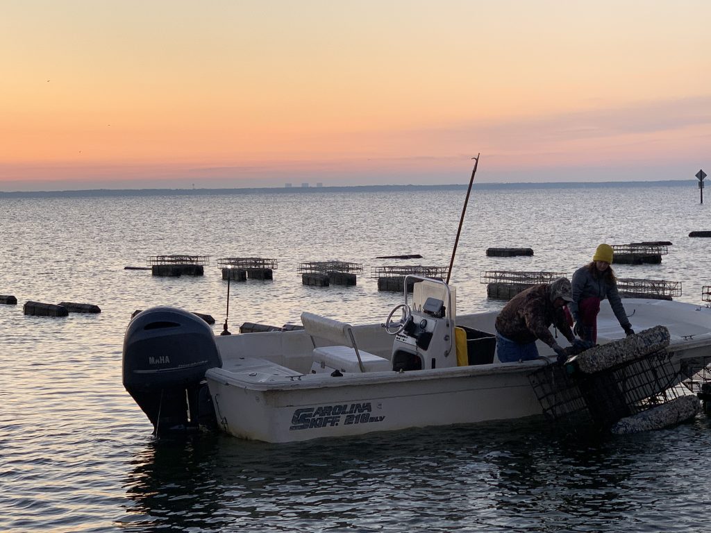 Oyster Harvest