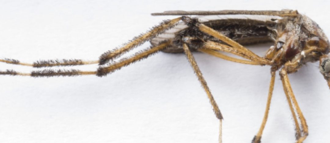 What’s Bugging You?