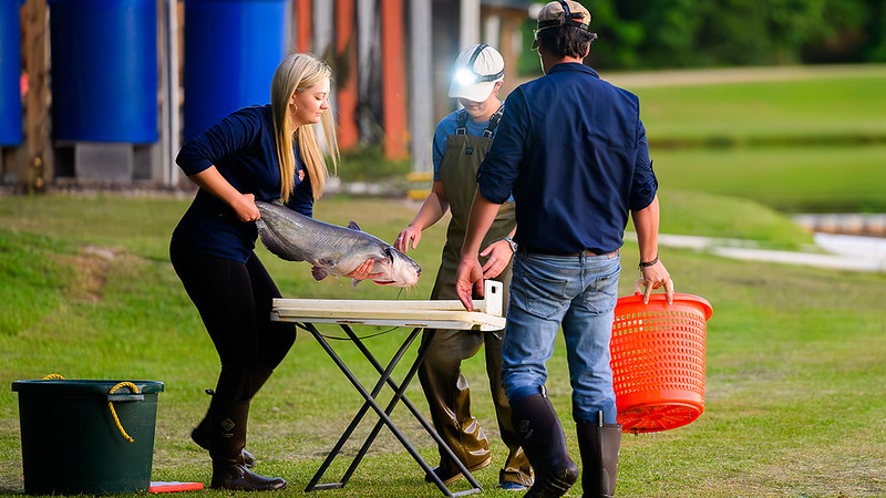 Auburn Students weighing catfish