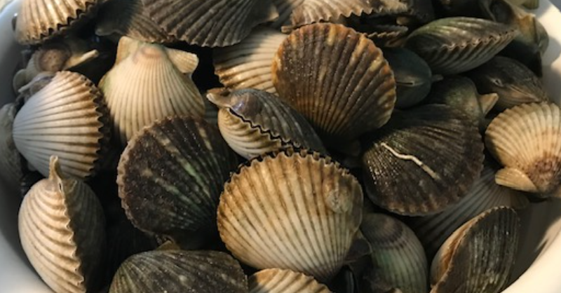 Sustainable Scalloping