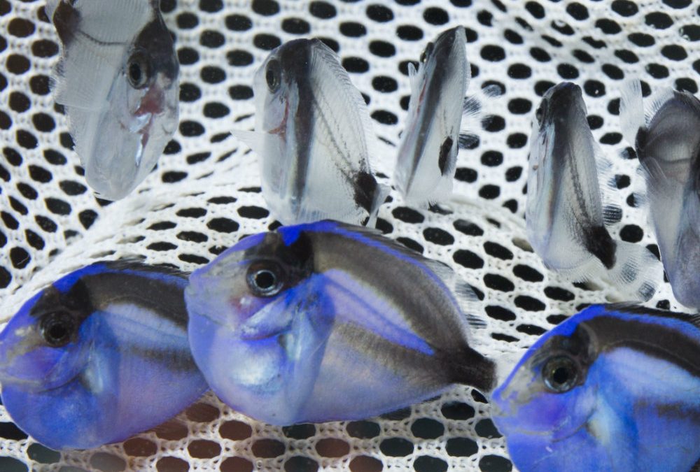 Aquaculture in the Southern United States: Part 3 – Florida and Georgia