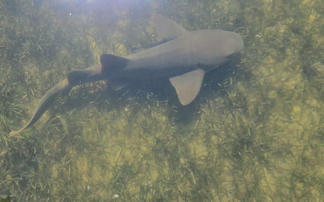 Nurse Shark Spotted in Big Lagoon
