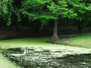 A body of water receiving excess nutrients can turn green and unhealthy from too much algae growth. Photo Credit: UF IFAS FFL program