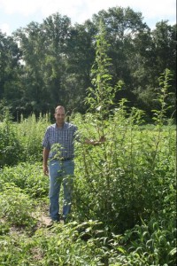 Palmer amaranth can reach heights up and signal real trouble for hunters, farmers, and land managers. Loaded with numerous small seeds, mature plants and "offspring" difficult to control. Photo Courtesy of University of Florida / IFAS