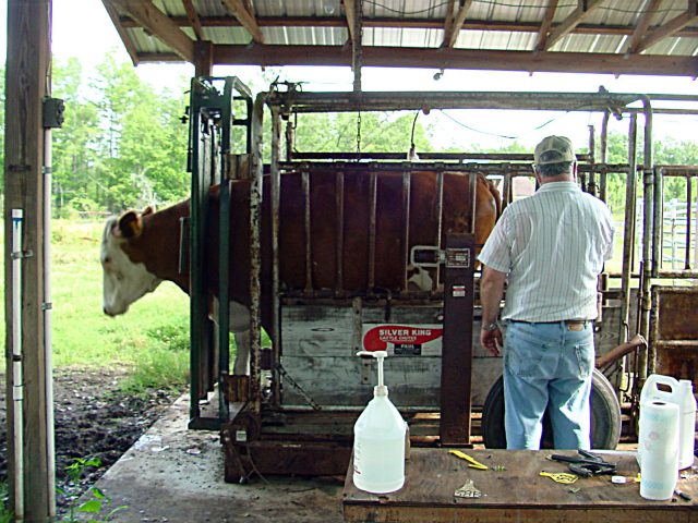 Follow BQA Guidelines When Treating and Selling Cows