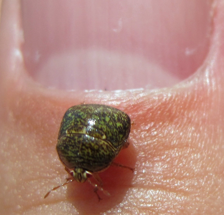 Kudzu Bug Makes First Appearance in Wakulla County