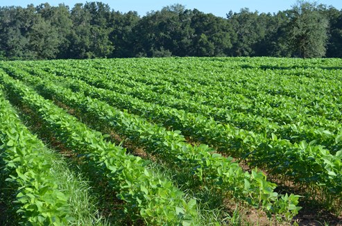Soybeans are a Viable Crop Option in 2022