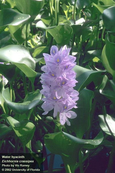 Controlling Weeds in Your Pond: Water Hyacinth