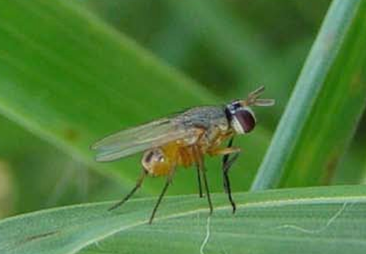 Adult Fly that lays eggs of Bermudagrass Stem Maggot.