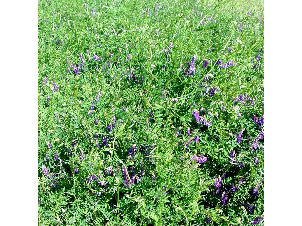 Common Vetch It’s Not Clover, But It’s Not Bad! Panhandle Agriculture