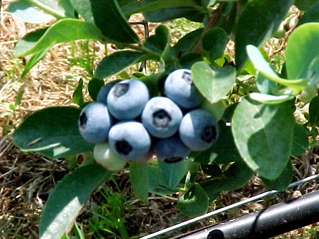 blueberries | Panhandle Agriculture
