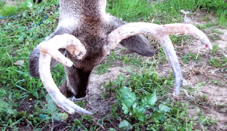 2013 Deer