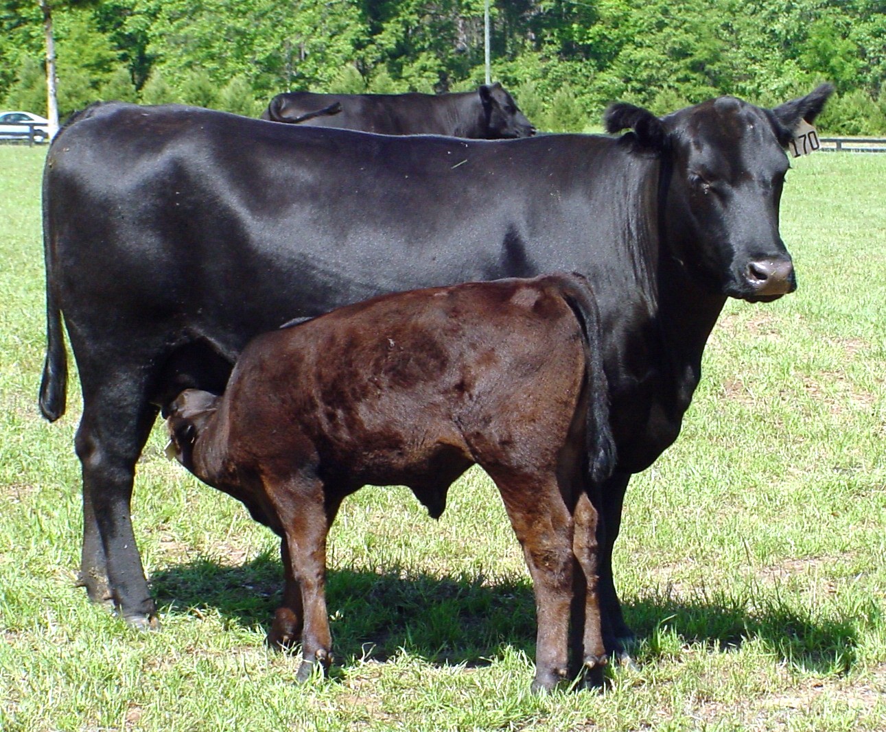 Beef Cattle Panhandle Agriculture