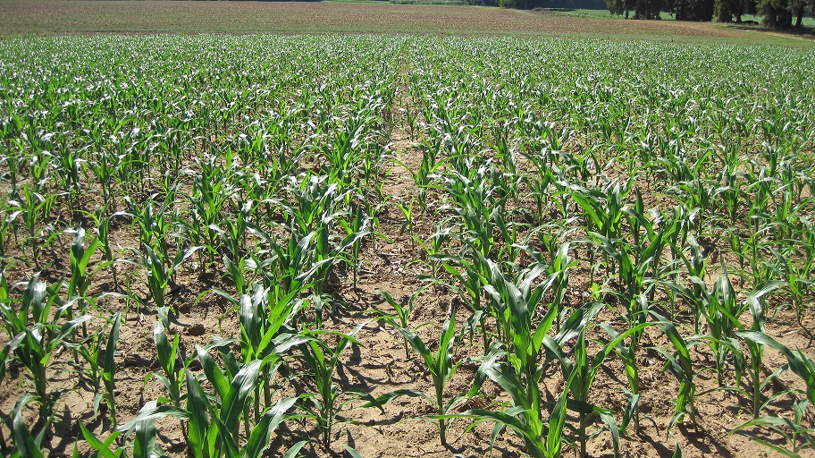 Corn Planting Decisions