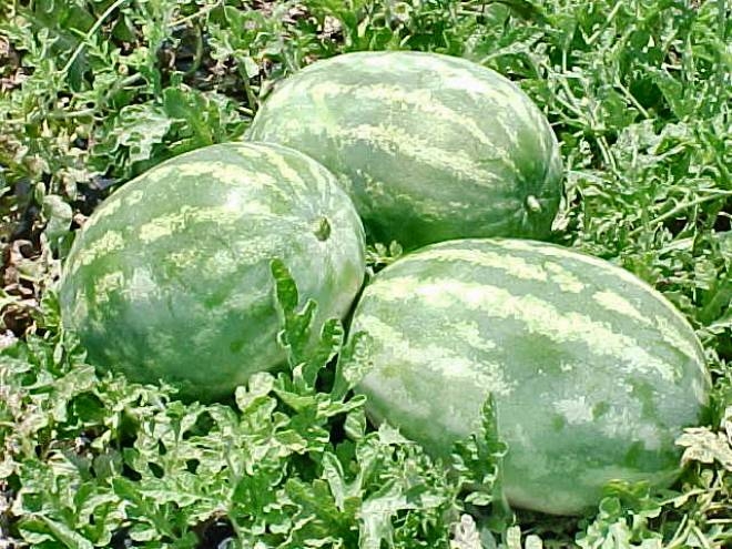 June 30 Watermelon Crop Update