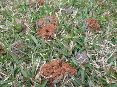 Several ground bee burrows are shown above in this Marianna lawn. Ground bees lay their eggs in these borrows, from which, adult ground bees will emerge the following year. Photo taken by Josh Thomposn